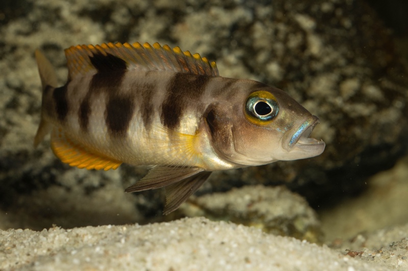 Lepidiolamprologus boulengeri 'Kigoma'